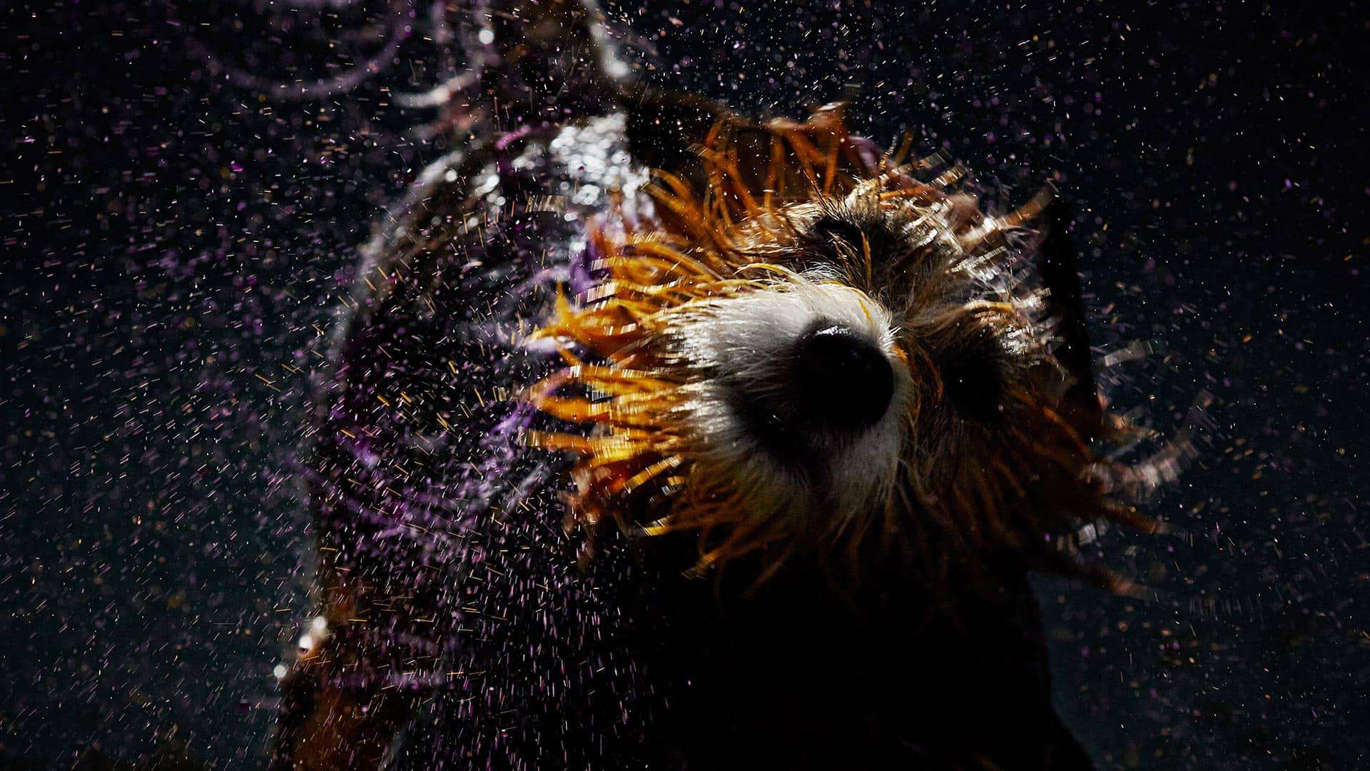 Dog and The Abstract Art