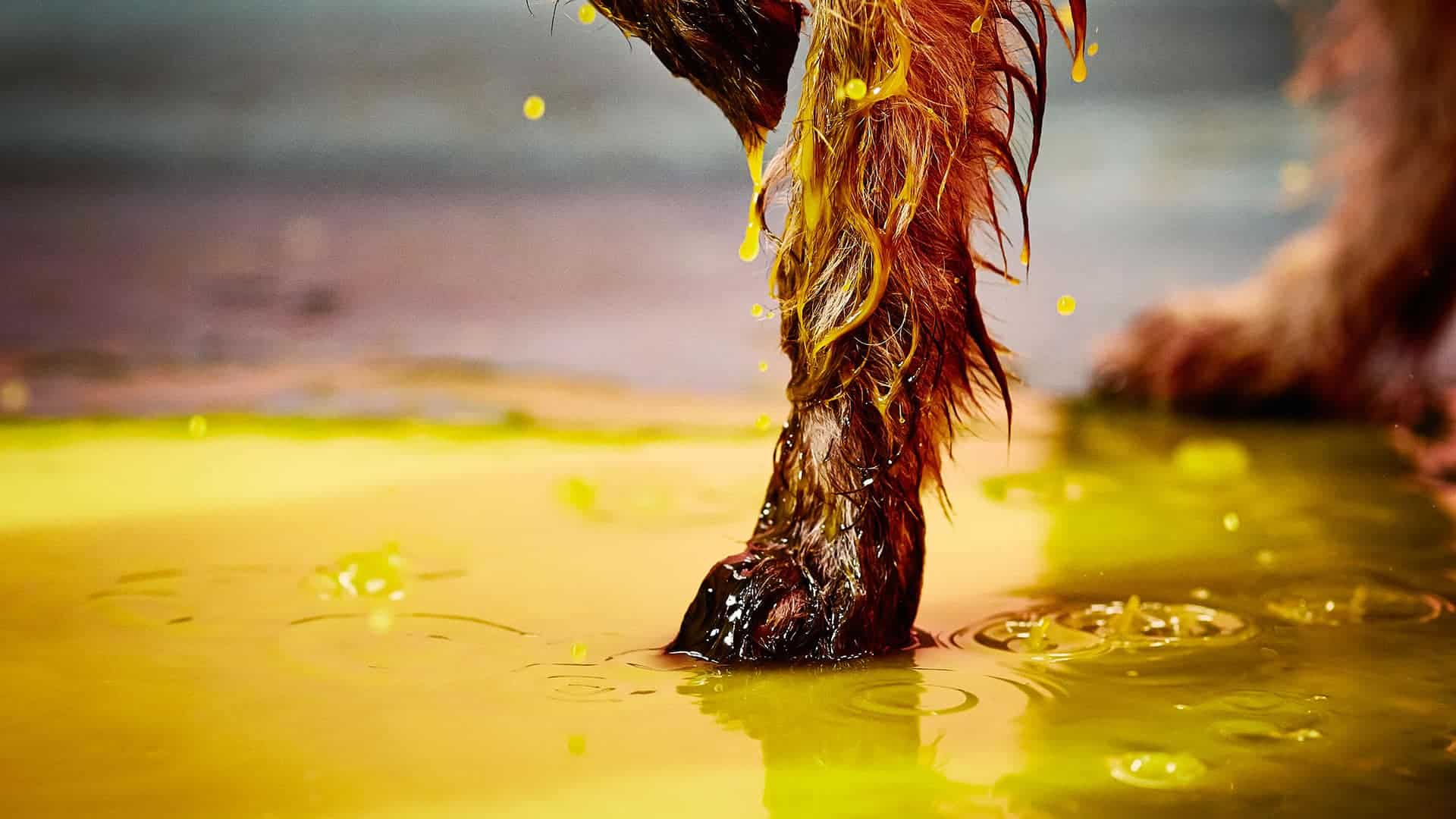 The Power Of the Paw