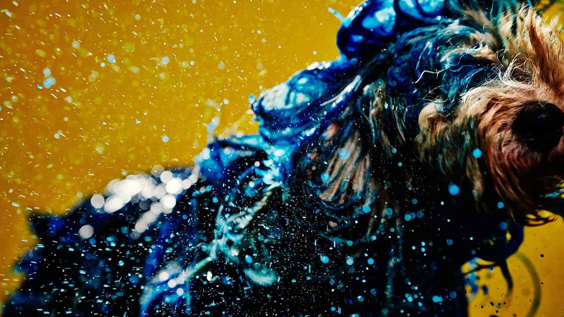 Dog Shaking Off To Creating Abstract Art