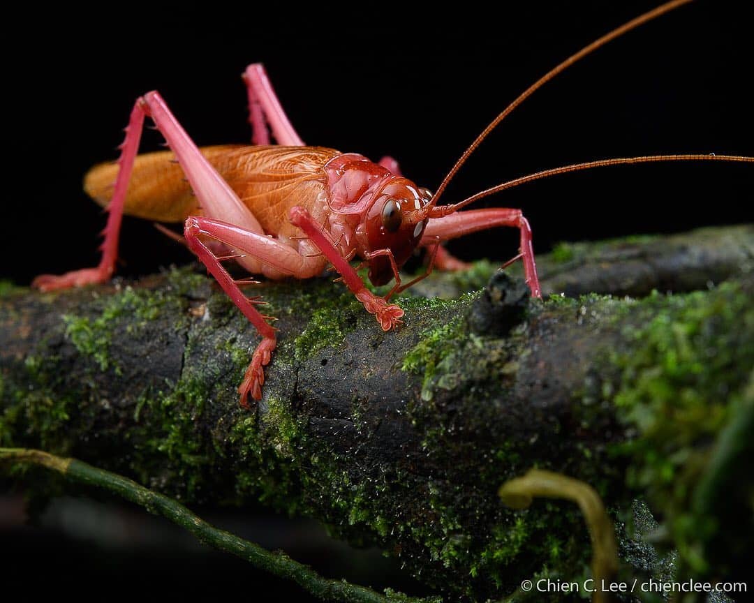 Colored Raspy Cricket