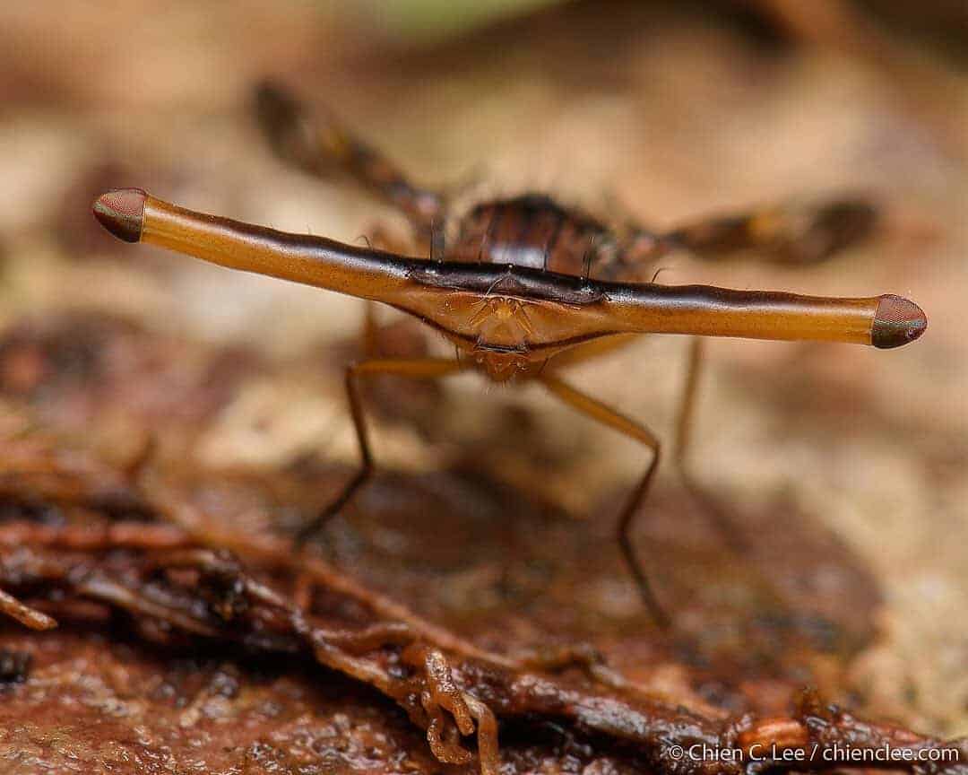 Hammer-headed fruit fly
