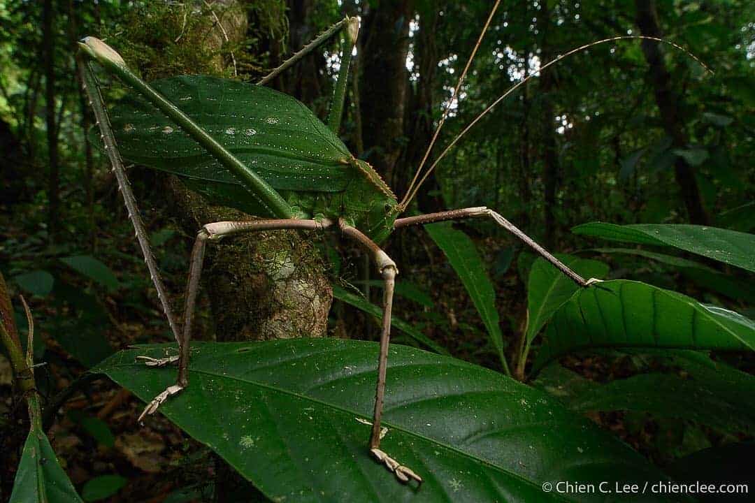 Malaysian Giant Katydid
