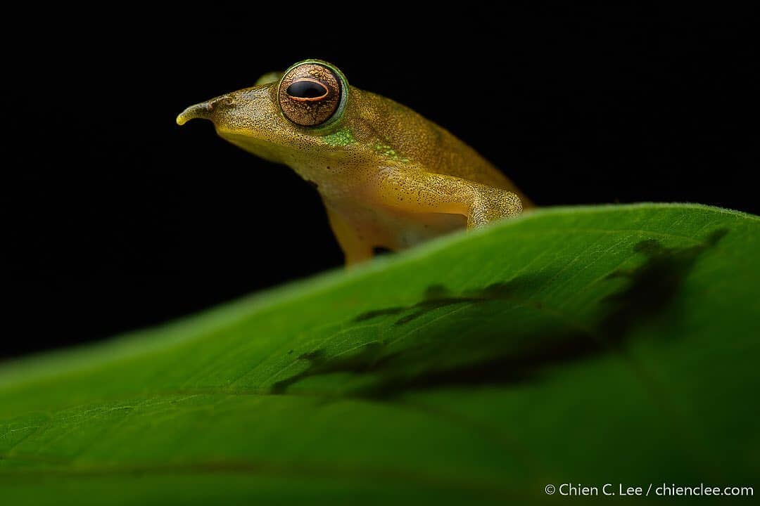 Pinocchio Frogs Photo