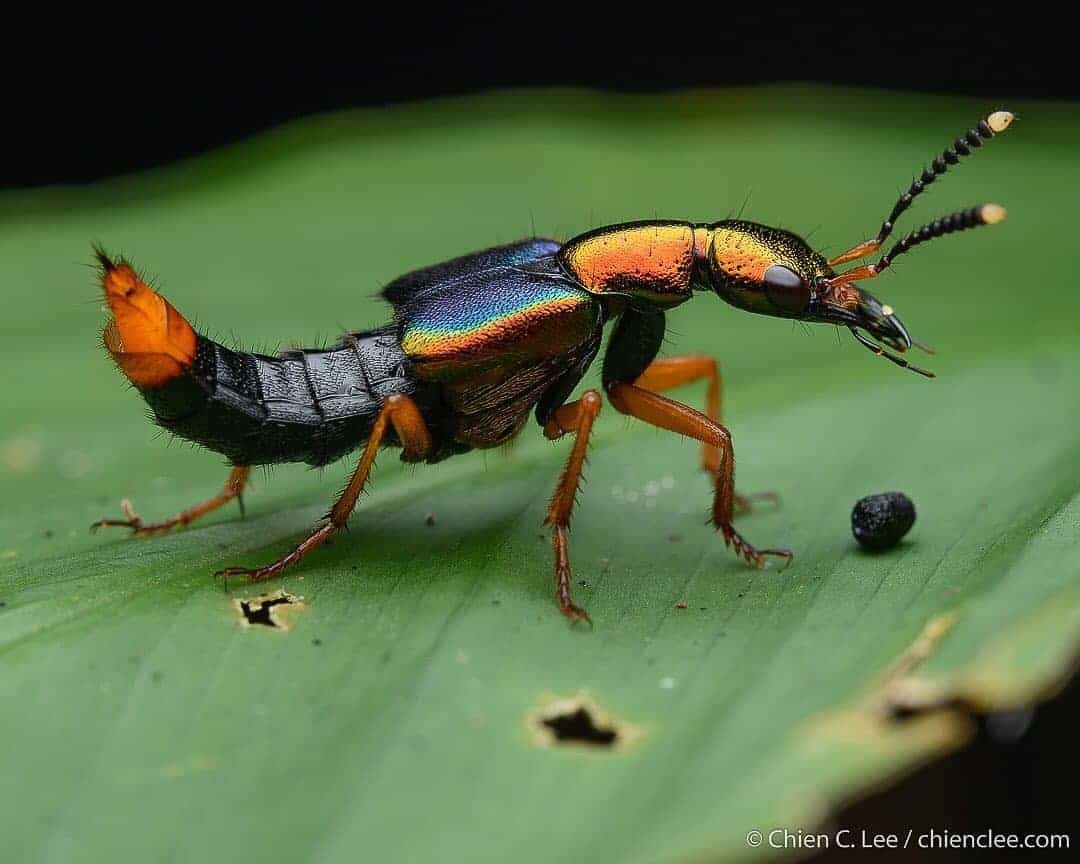Rove Beetles Photo