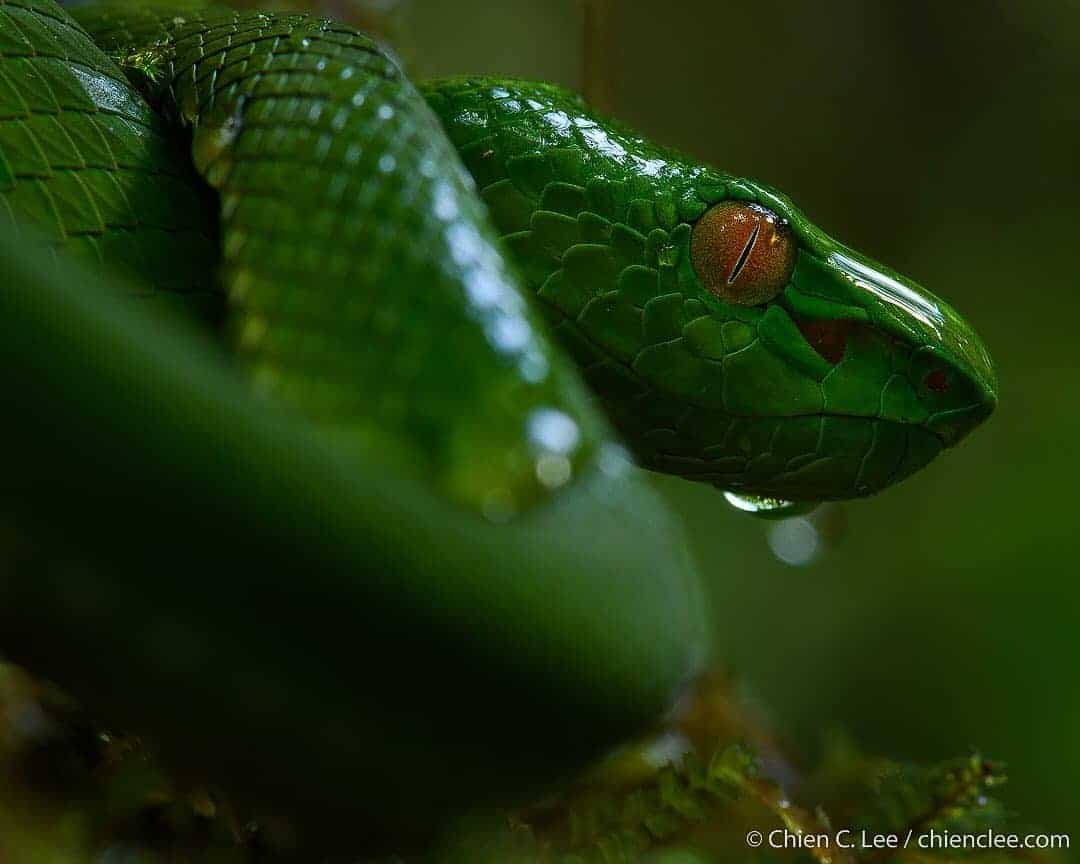 Sabah Pit Viper