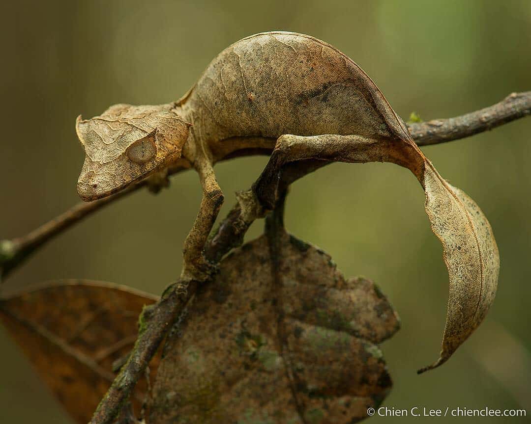 Satanic Leaf-tailed Gecko