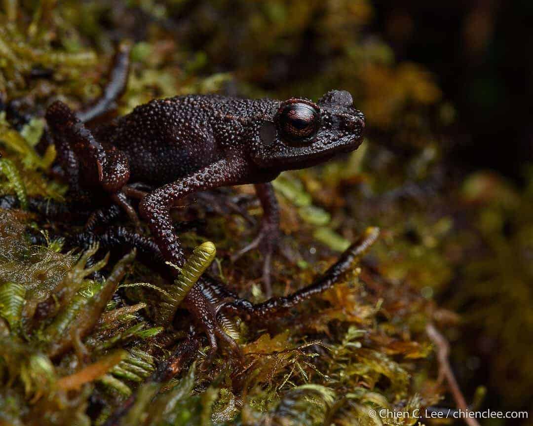 Widow Slender Toad
