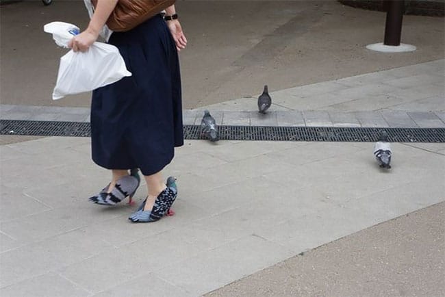 Japan Pigeon Shoes