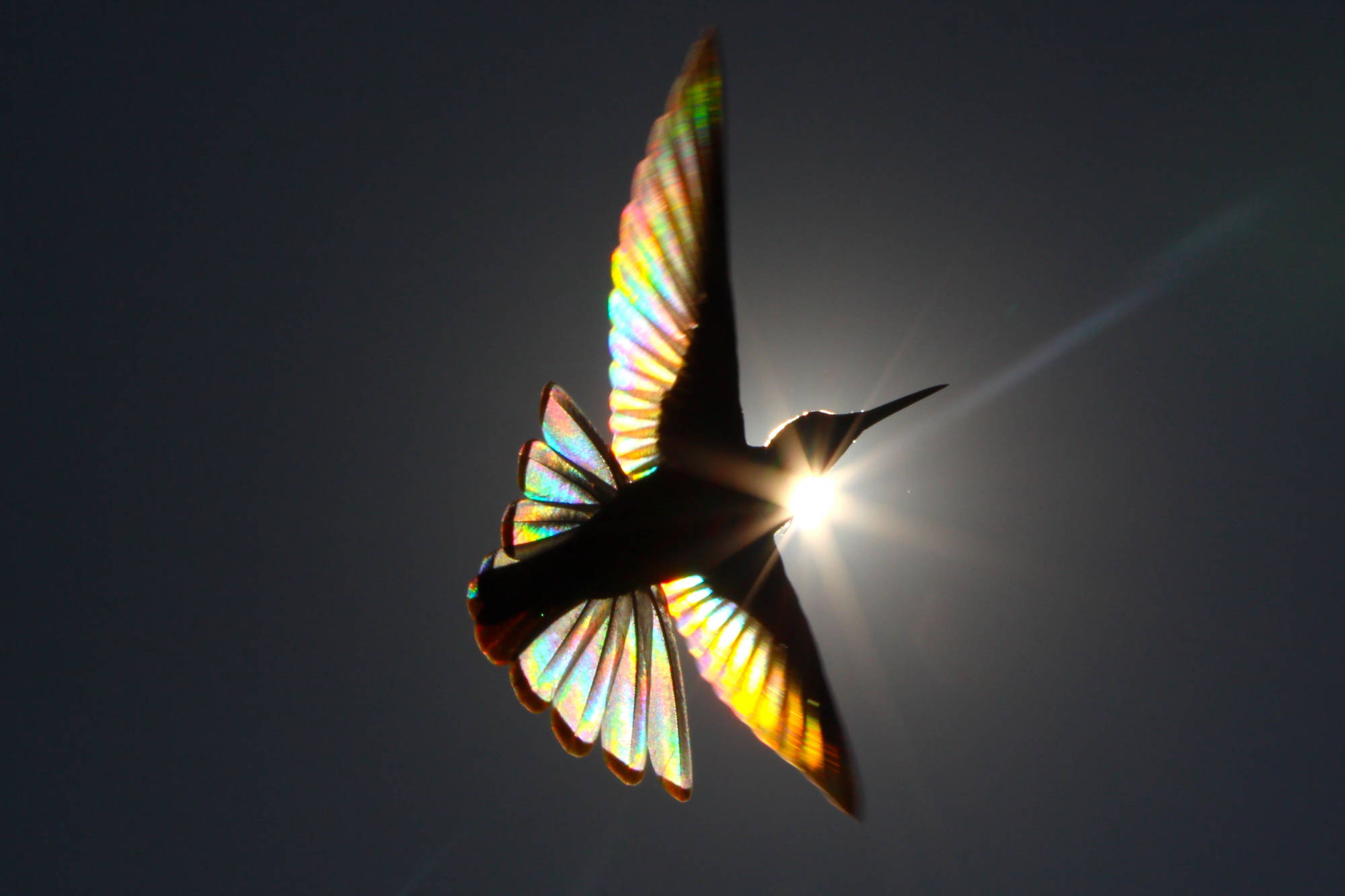 Hummingbirds Rainbow Prism 3