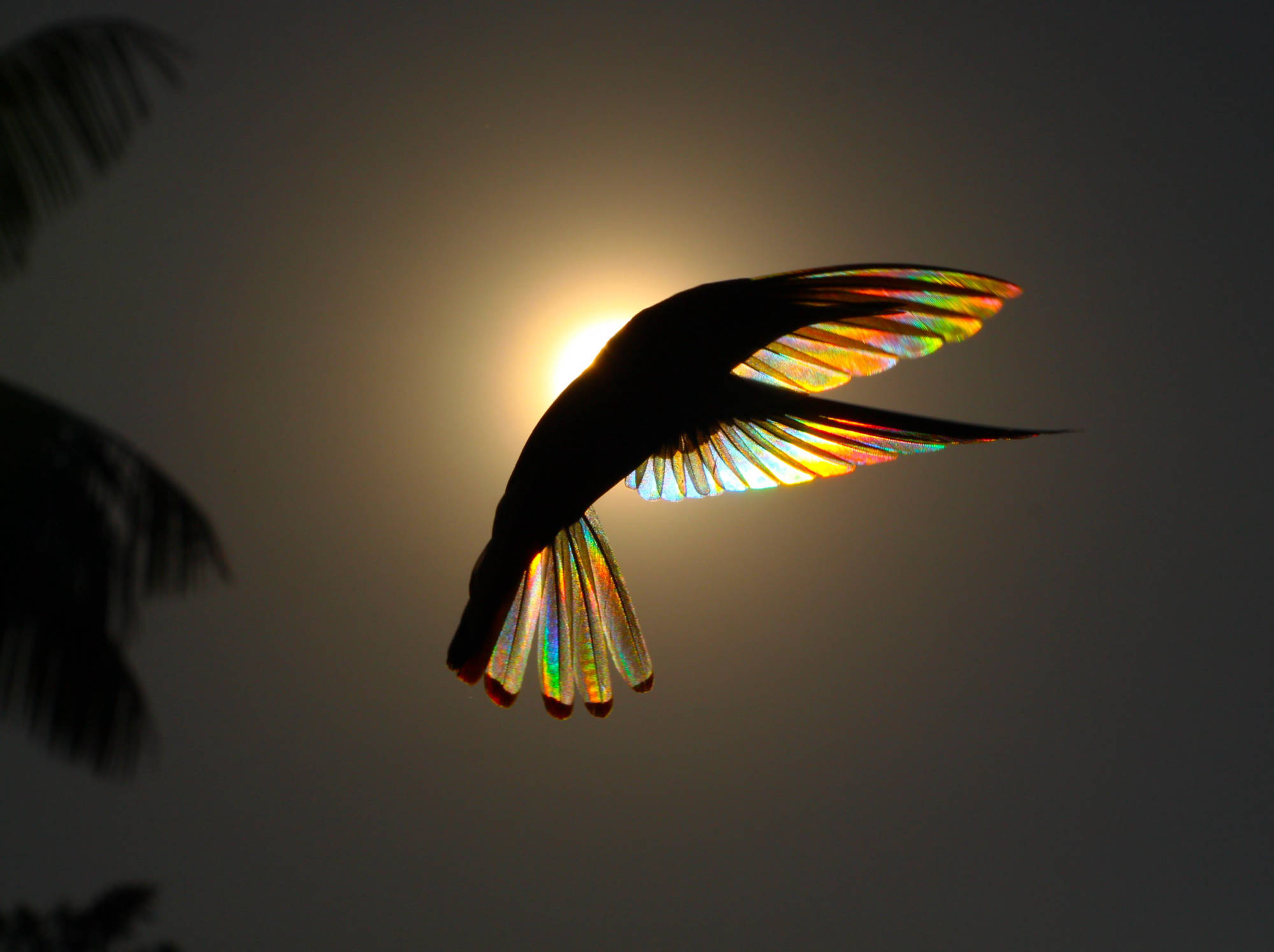 Hummingbirds Rainbow Prism