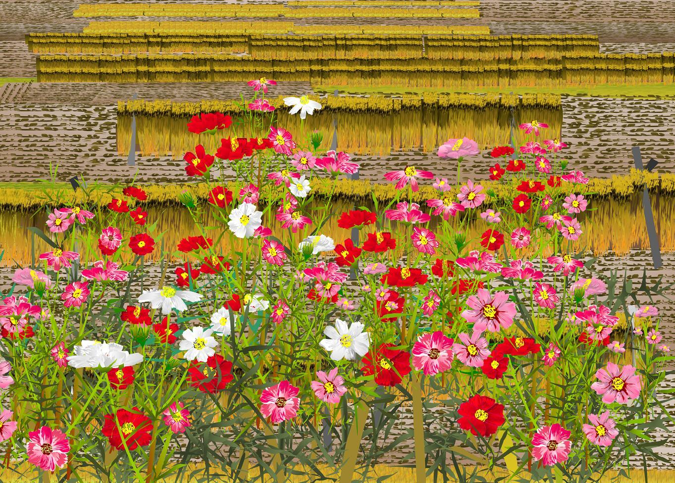 Blooming in the reaped rice field