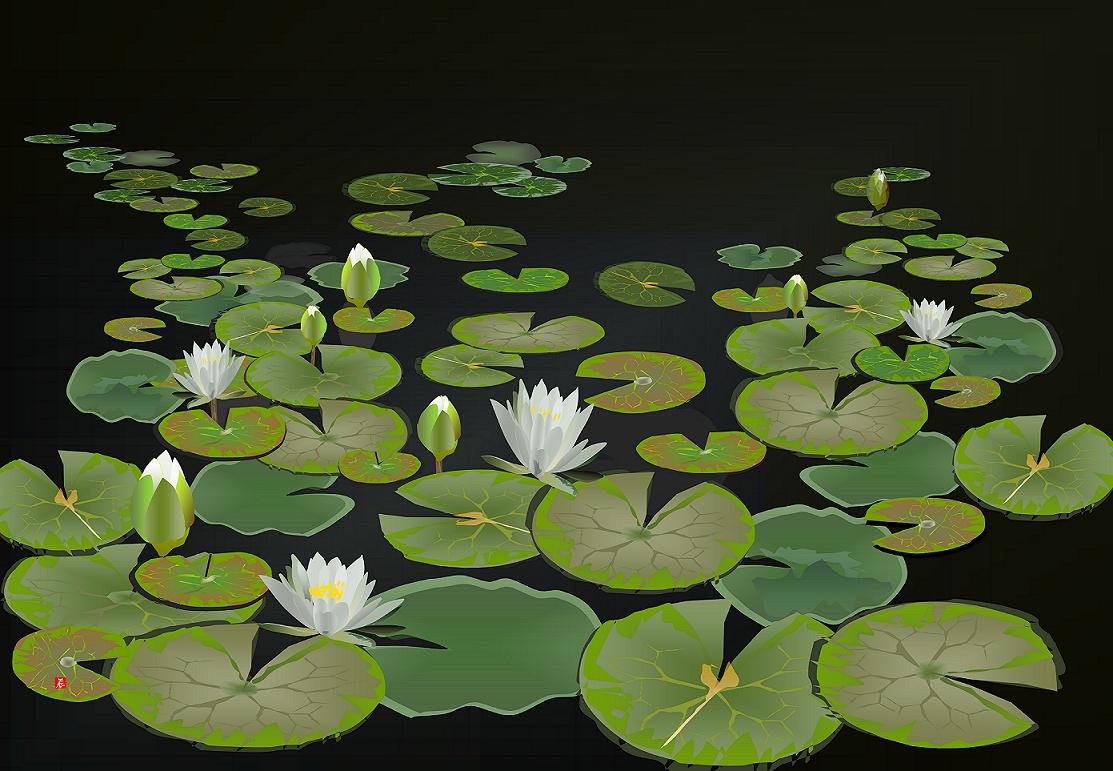 Water Lily