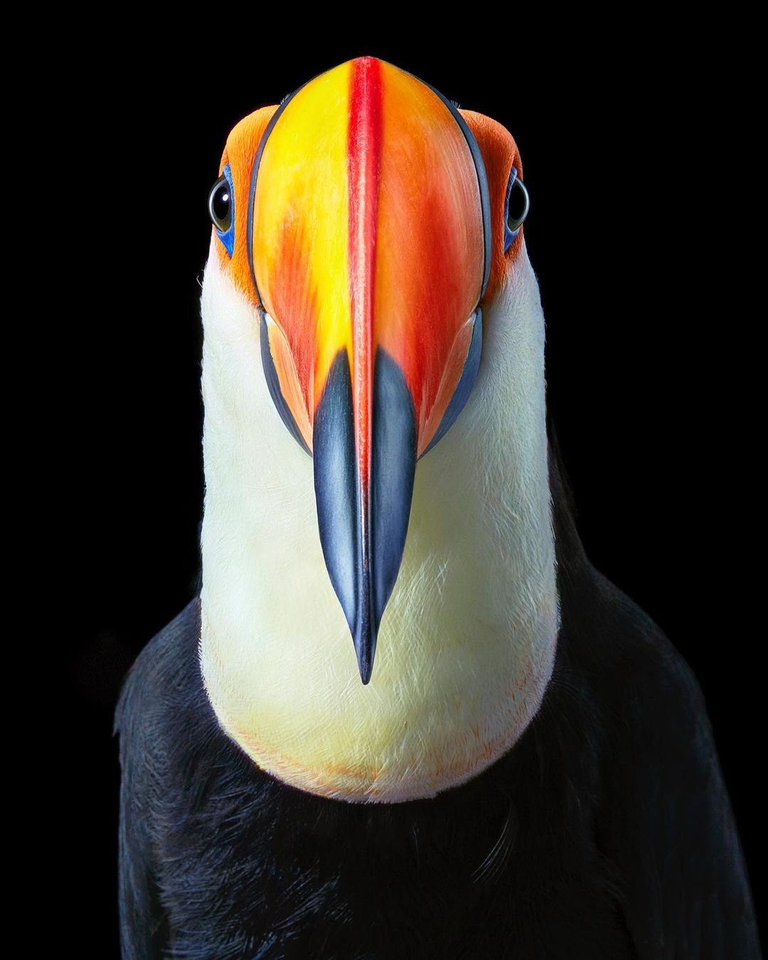 The Toco Toucans bill