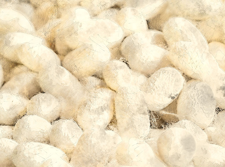 How is silk made? What is silk? Leona Creo