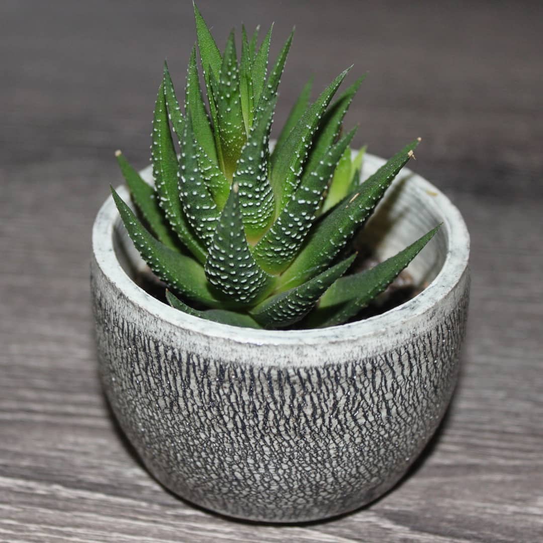 Planter Decorative Art by Ryan Farber