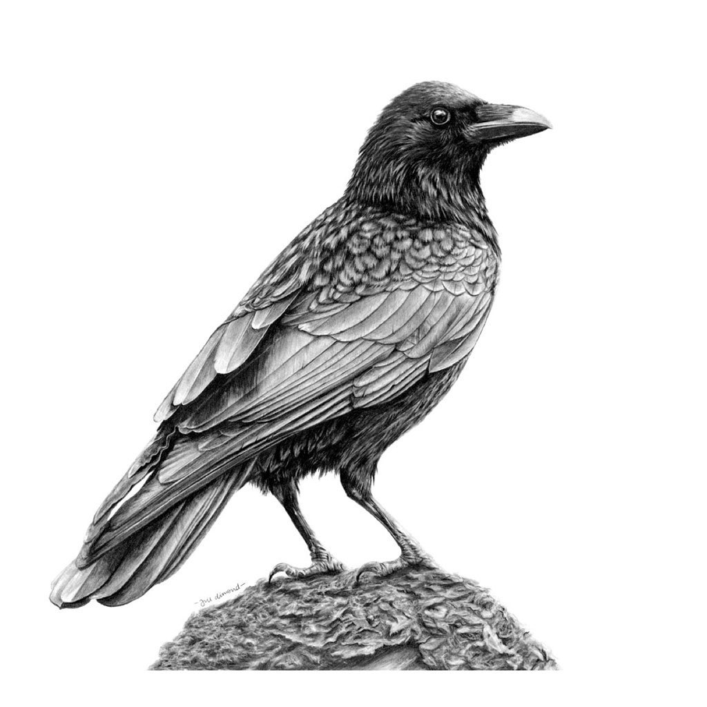 Balthazar the crow by Jill Dimond