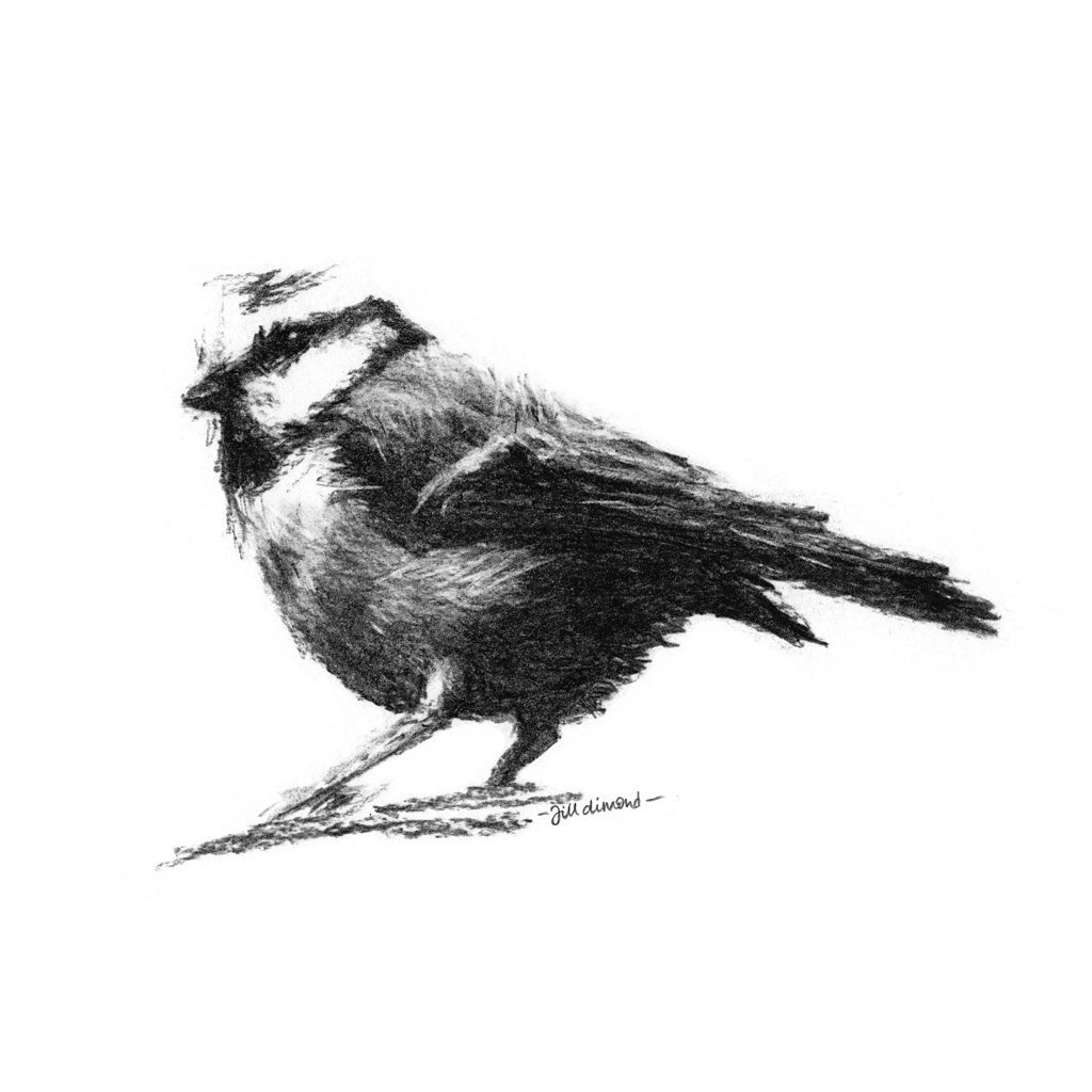 Little fluffy bird by Jill Dimond