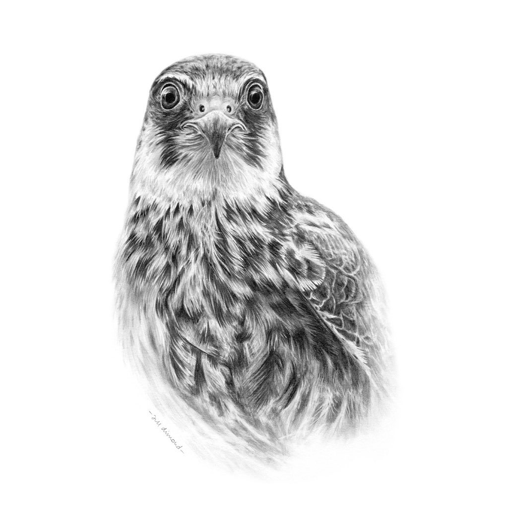 Horus by Jill Dimond