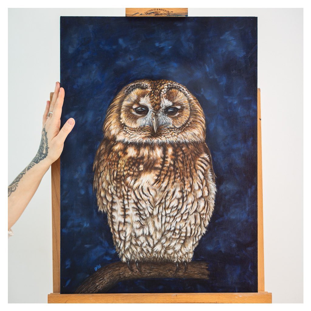 Tawny owl by Jill Dimond