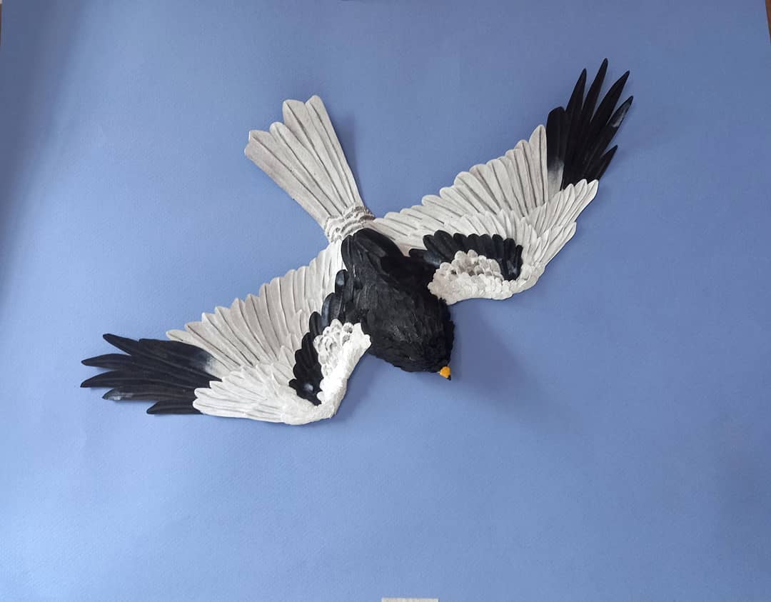 PIED HARRIER by Shruti Artist