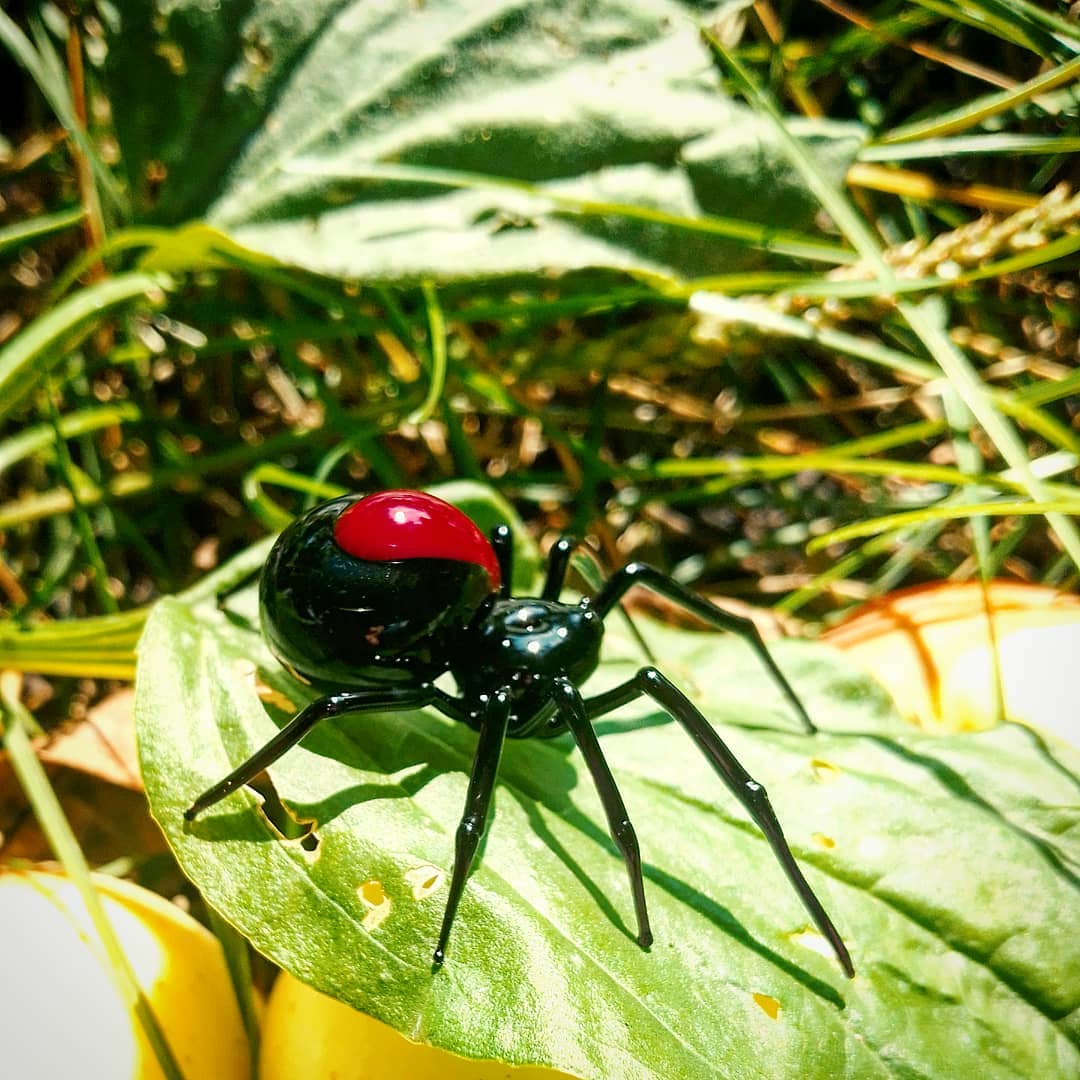 Spider by Max Domin