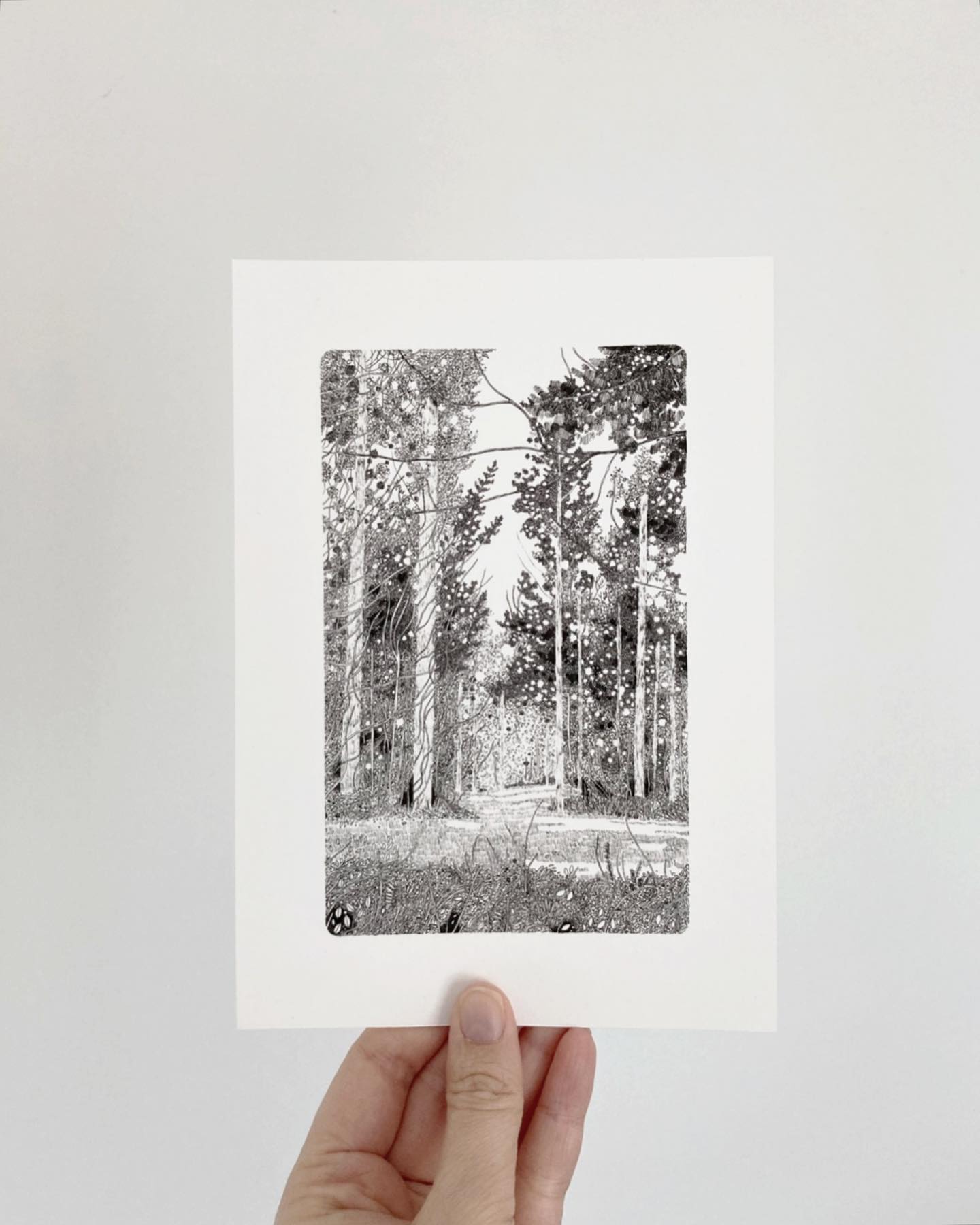 Forest Drawing by Claire Leach