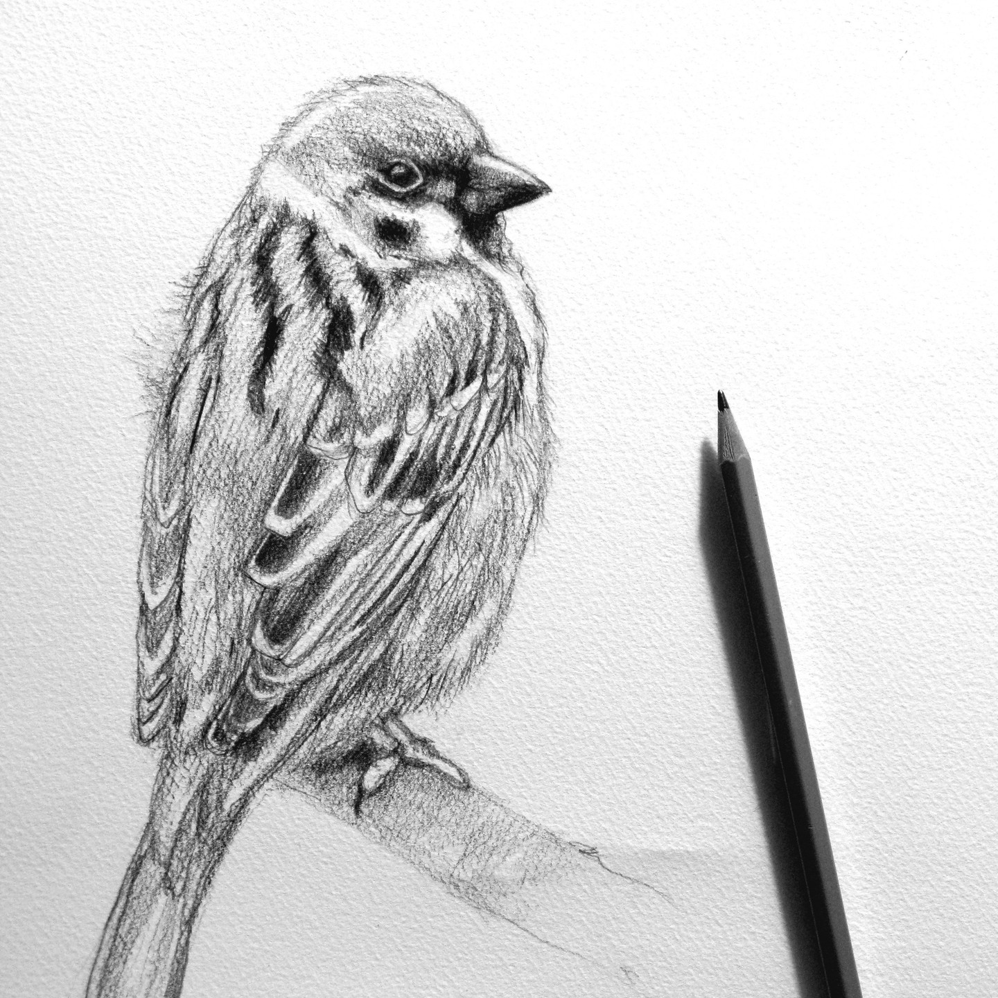 Sparrow by Tiziana Ciaghi