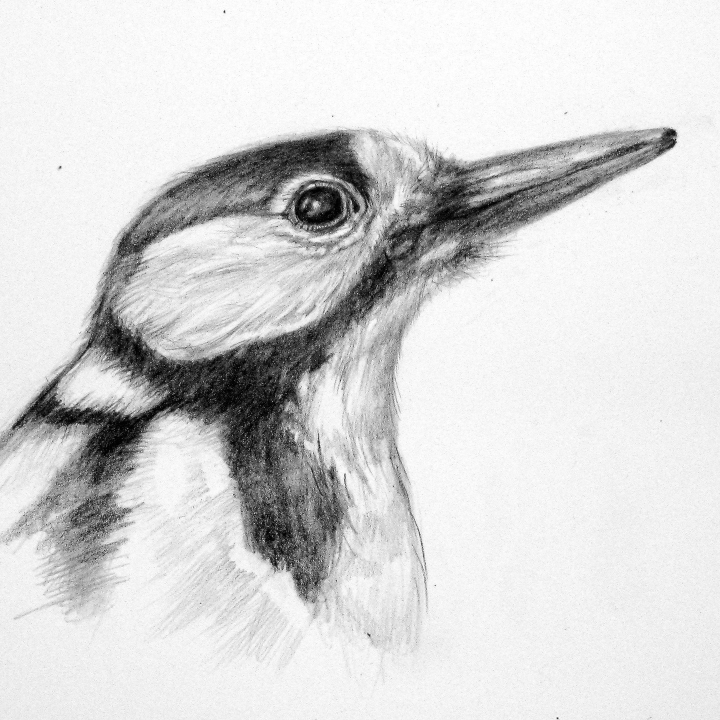 Red woodpecker by Tiziana Ciaghi