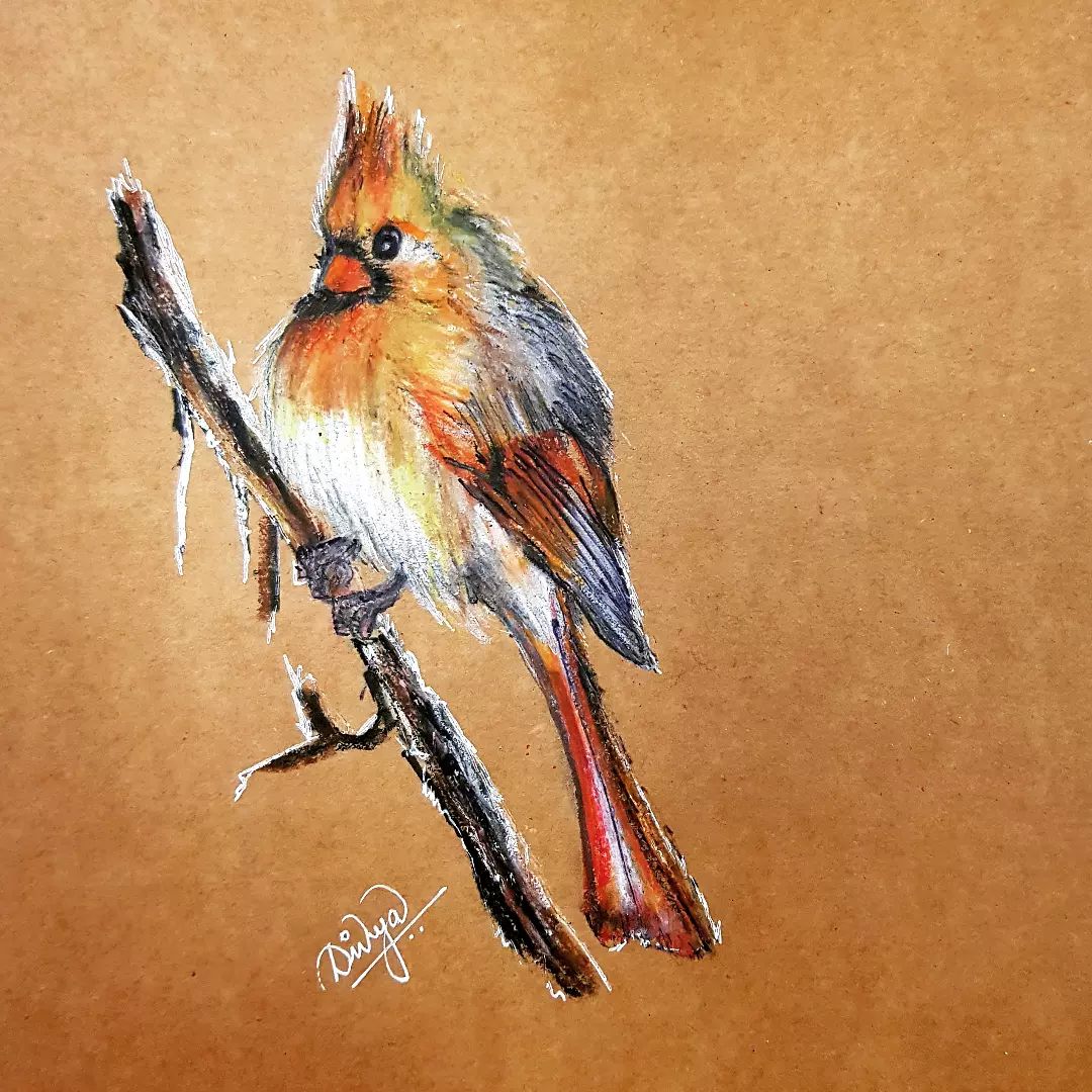 Northern Cardinal by Divya Suratkal