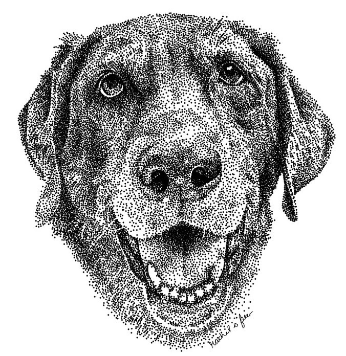 Dog Drawing by Rachel Fello