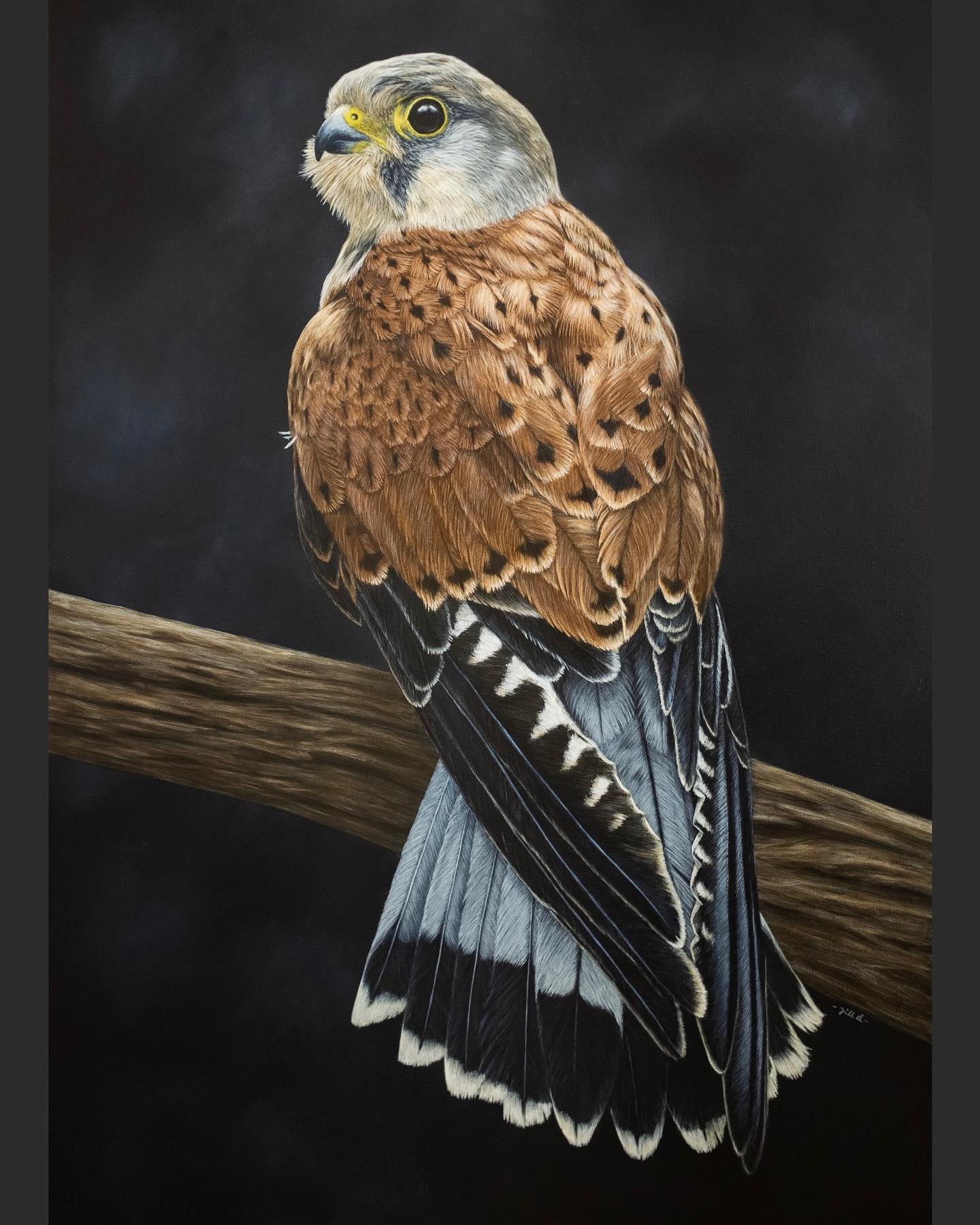 Mr Kestrel by Jill Dimond