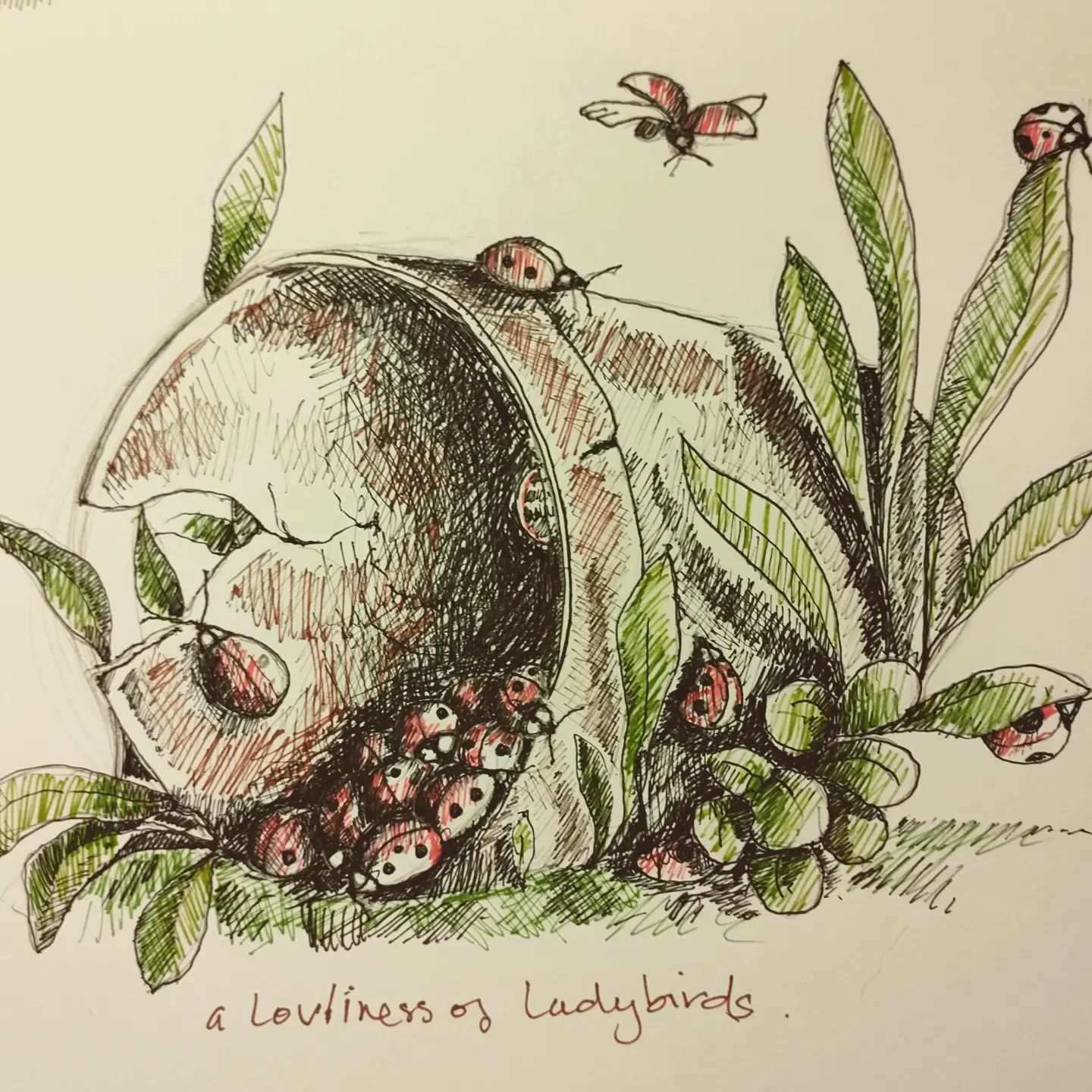 Insect Drawing by Angela James
